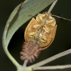 Paropsis atomaria at Acton, ACT - 12 Nov 2022 05:09 PM