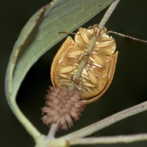 Paropsis atomaria at Acton, ACT - 12 Nov 2022 05:09 PM