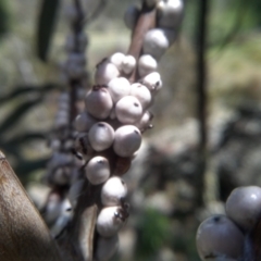 Cryptes baccatus at Cooma, NSW - 10 Nov 2022