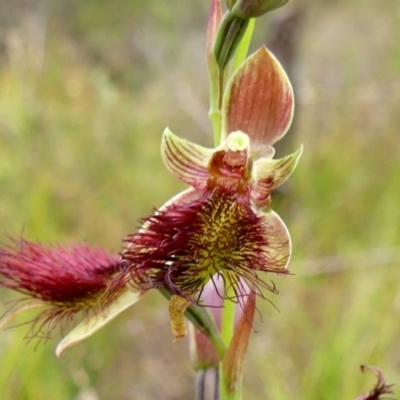 Calochilus paludosus (Strap Beard Orchid) at Colo Vale, NSW - 11 Nov 2022 by Curiosity