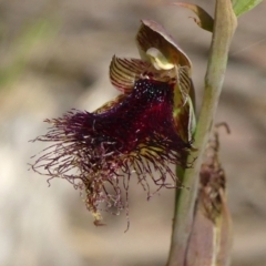 Calochilus platychilus (Purple Beard Orchid) at Colo Vale, NSW - 11 Nov 2022 by Curiosity