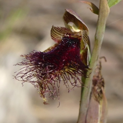 Calochilus platychilus (Purple Beard Orchid) at Colo Vale, NSW - 11 Nov 2022 by Curiosity