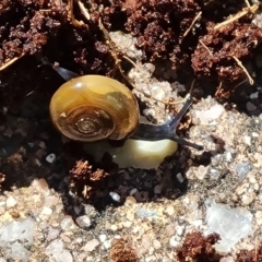 Oxychilus alliarius (Garlic Snail) at Isaacs, ACT - 15 Nov 2022 by Mike