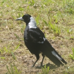 Gymnorhina tibicen (Australian Magpie) at Point Hut Pond - 9 Nov 2022 by michaelb