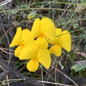 Gompholobium huegelii at Nanima, NSW - 15 Nov 2022