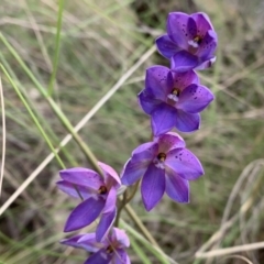 Thelymitra ixioides (Dotted Sun Orchid) at Nanima, NSW - 15 Nov 2022 by 81mv