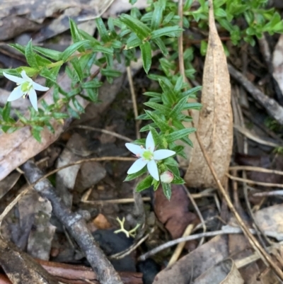 Rhytidosporum procumbens (White Marianth) at Nanima, NSW - 15 Nov 2022 by 81mv