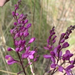 Comesperma ericinum at Nanima, NSW - 15 Nov 2022