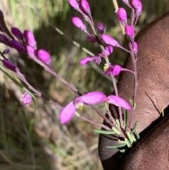 Comesperma ericinum at Nanima, NSW - 15 Nov 2022