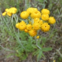 Chrysocephalum apiculatum (Common Everlasting) at Bicentennial Park - 15 Nov 2022 by Paul4K