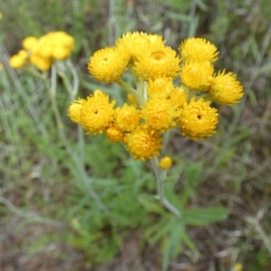 Chrysocephalum apiculatum at Queanbeyan West, NSW - 15 Nov 2022