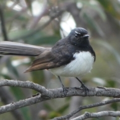 Rhipidura leucophrys (Willie Wagtail) at Bicentennial Park - 14 Nov 2022 by Paul4K