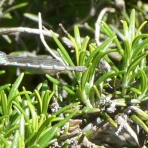 Austrolestes leda at Queanbeyan, NSW - suppressed