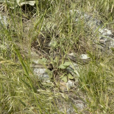 Pseudonaja textilis (Eastern Brown Snake) at Mount Painter - 14 Nov 2022 by PeteRav