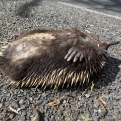 Tachyglossus aculeatus (Short-beaked Echidna) at Marulan, NSW - 7 Nov 2022 by GlossyGal