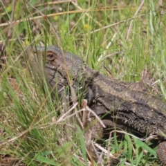 Pogona barbata (Eastern Bearded Dragon) at Mount Ainslie - 14 Nov 2022 by SandraH