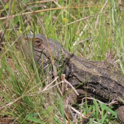 Pogona barbata (Eastern Bearded Dragon) at Mount Ainslie - 15 Nov 2022 by SandraH