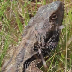 Pogona barbata at Pialligo, ACT - suppressed