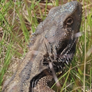 Pogona barbata at Pialligo, ACT - suppressed