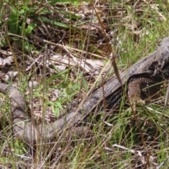 Pogona barbata at Pialligo, ACT - suppressed