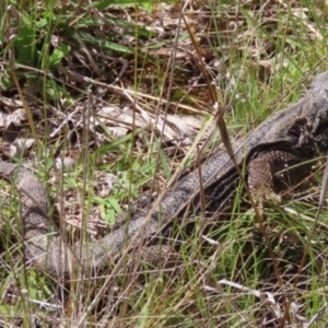 Pogona barbata at Pialligo, ACT - suppressed