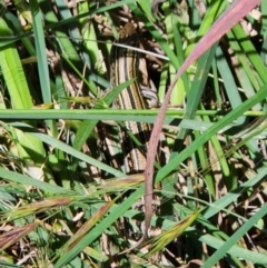 Ctenotus robustus (Robust Striped-skink) at Monash, ACT - 15 Nov 2022 by NathanaelC