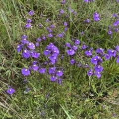 Utricularia dichotoma (Fairy Aprons, Purple Bladderwort) at Springrange, NSW - 11 Nov 2022 by ALCaston