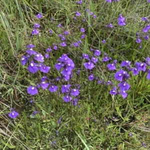 Utricularia dichotoma at Springrange, NSW - suppressed