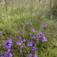 Utricularia dichotoma at Springrange, NSW - suppressed