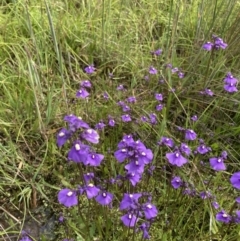 Utricularia dichotoma at Springrange, NSW - suppressed