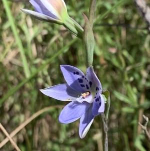 Thelymitra juncifolia at Nanima, NSW - suppressed