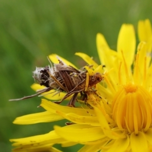 Heliocosma (genus) at Cook, ACT - 18 Oct 2022 11:16 AM