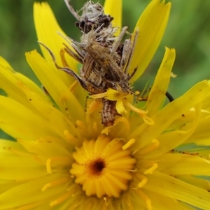 Heliocosma (genus) at Cook, ACT - 18 Oct 2022 11:16 AM