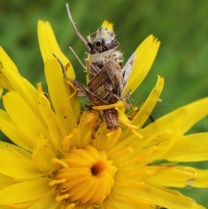 Heliocosma (genus) at Cook, ACT - 18 Oct 2022 11:16 AM