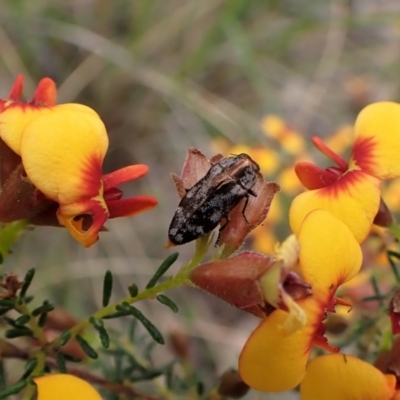 Diphucrania acuducta (Acuducta jewel beetle) at Aranda, ACT - 18 Oct 2022 by CathB