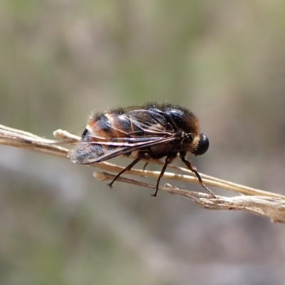 Ogcodes sp. (genus) (Hunchback Fly) at Aranda Bushland - 18 Oct 2022 by CathB