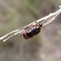 Ogcodes sp. (genus) at Aranda, ACT - 18 Oct 2022 03:49 PM