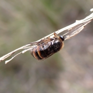 Ogcodes sp. (genus) at Aranda, ACT - 18 Oct 2022