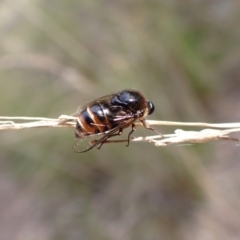 Ogcodes sp. (genus) at Aranda, ACT - 18 Oct 2022 03:49 PM