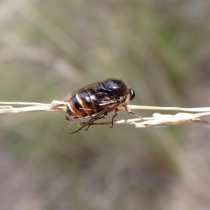 Ogcodes sp. (genus) at Aranda, ACT - 18 Oct 2022