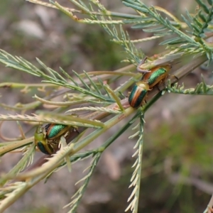 Calomela parilis at Cook, ACT - 18 Oct 2022 04:20 PM