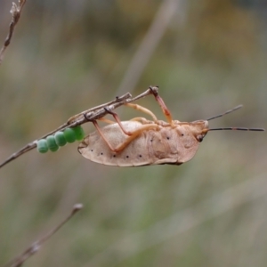 Dictyotus conspicuus at Aranda, ACT - 23 Oct 2022