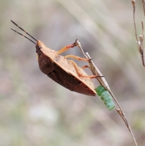 Dictyotus conspicuus at Aranda, ACT - 23 Oct 2022