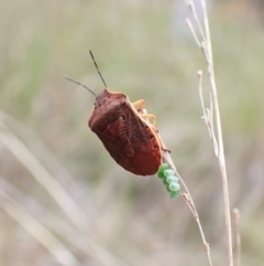 Dictyotus conspicuus at Aranda, ACT - 23 Oct 2022