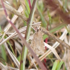 Eudonia cleodoralis at Cook, ACT - 18 Oct 2022