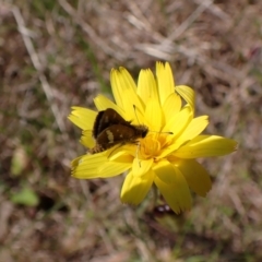 Taractrocera papyria (White-banded Grass-dart) at Mount Painter - 10 Nov 2022 by CathB