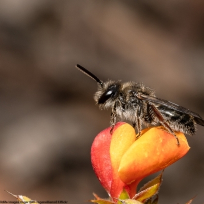 Leioproctus sp. (genus) (Plaster bee) at Bruce, ACT - 14 Nov 2022 by Roger