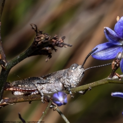 Cirphula pyrrhocnemis (Variable Cirphula) at Bruce, ACT - 15 Nov 2022 by Roger