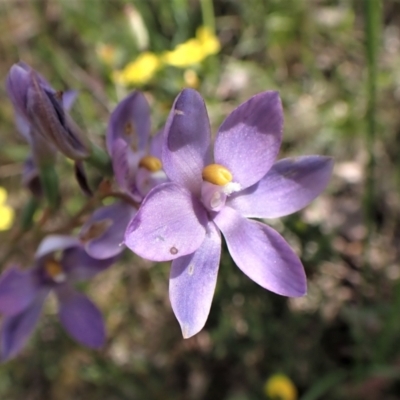 Thelymitra nuda (Scented Sun Orchid) at Molonglo Valley, ACT - 12 Nov 2022 by CathB