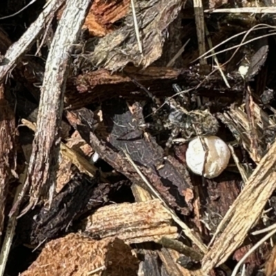 Lycosidae (family) (Wolf spider) at Aranda, ACT - 15 Nov 2022 by KMcCue